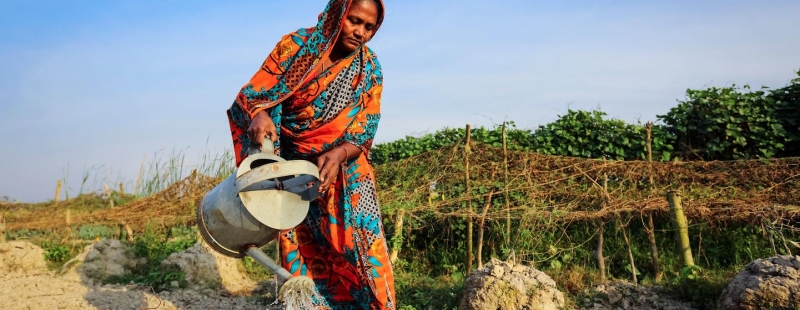 В Бангладеш фермеры выращивают более устойчивые к изменению климата культуры.